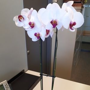 Meet your Posher, Edriche